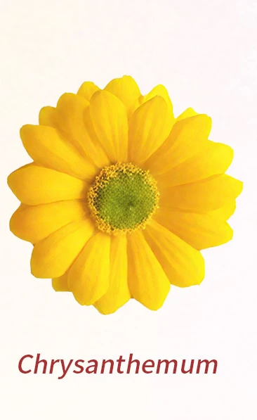 Chrysanthemum